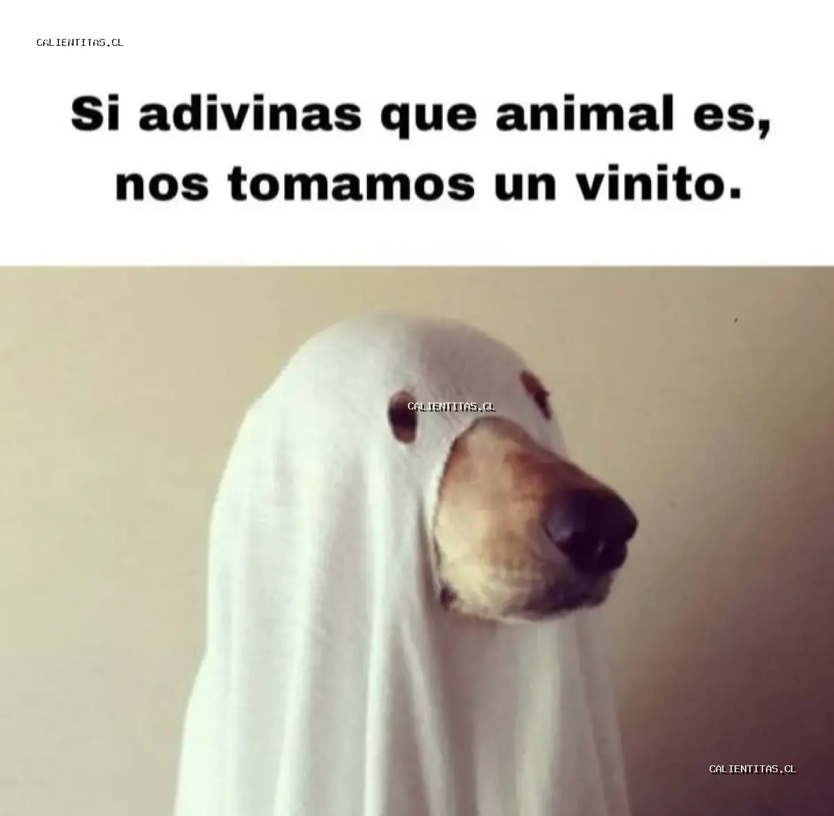 Foto de Javiera 
